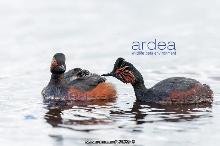  : Black-necked Grebe (Podiceps nigricollis) feeding its young