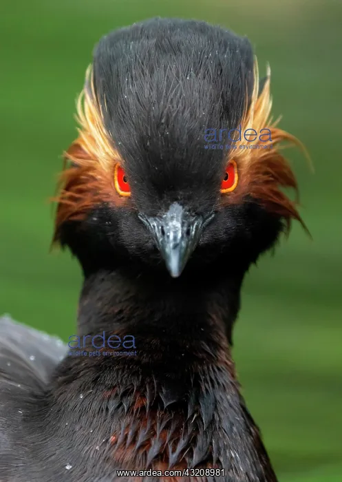 : Black-necked grebe (Podiceps nigricollis) head c : Black-necked grebe (Podiceps nigricollis) head c
