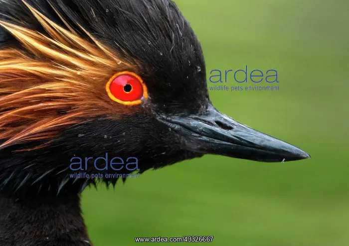 : Black-necked grebe (Podiceps nigricollis) head c : Black-necked grebe (Podiceps nigricollis) head c