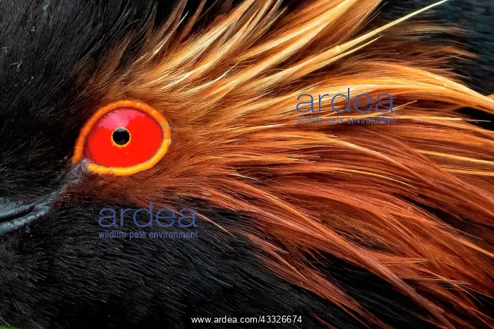 : Black-necked grebe (Podiceps nigricollis) head c : Black-necked grebe (Podiceps nigricollis) head c