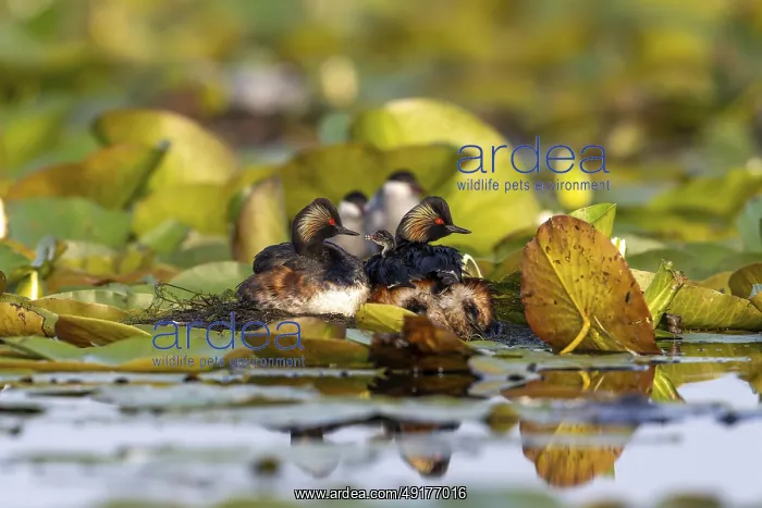 : Black-necked Grebe (Podiceps nigricollis) at the nest with young : Black-necked Grebe (Podiceps nigricollis) at the nest with young