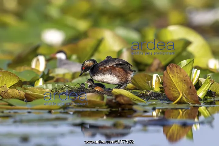 : Black-necked Grebe (Podiceps nigricollis) at the nest with young : Black-necked Grebe (Podiceps nigricollis) at the nest with young