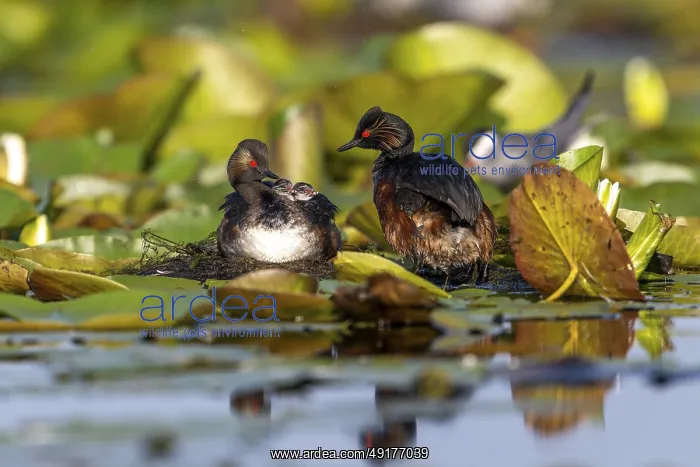 : Black-necked Grebe (Podiceps nigricollis) at the nest with young : Black-necked Grebe (Podiceps nigricollis) at the nest with young