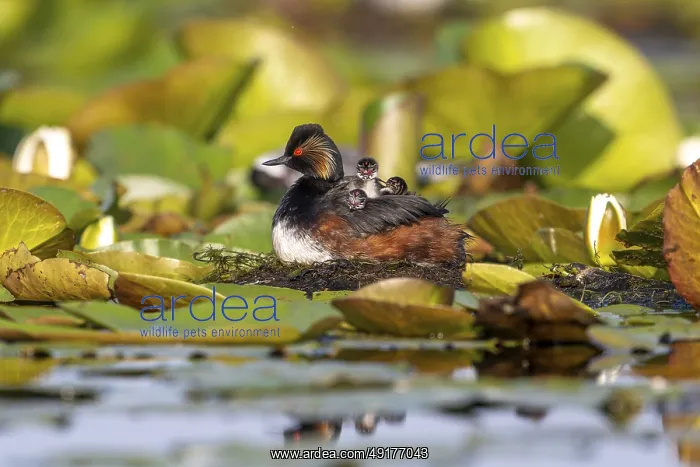 : Black-necked Grebe (Podiceps nigricollis) at the nest with young : Black-necked Grebe (Podiceps nigricollis) at the nest with young