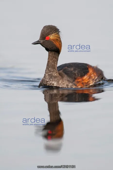  : Black-necked Grebe (Podiceps nigricollis) in splendid