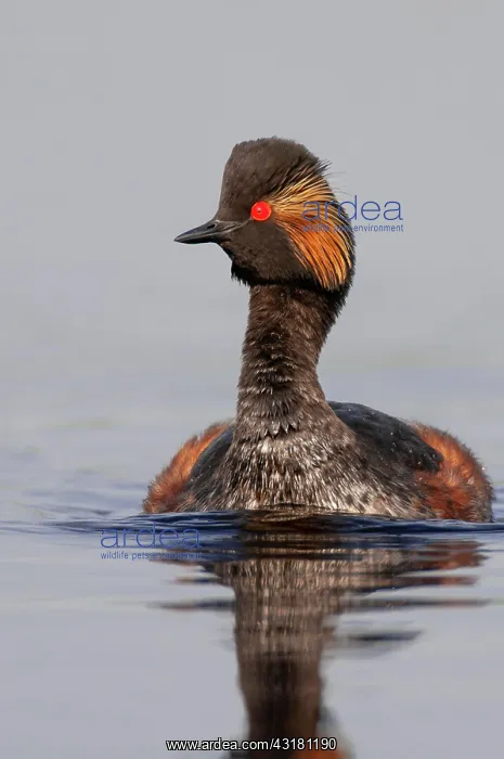 : Black-necked Grebe (Podiceps nigricollis) in splendid : Black-necked Grebe (Podiceps nigricollis) in splendid