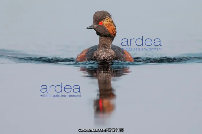: Black-necked Grebe (Podiceps nigricollis) in splendid : Black-necked Grebe (Podiceps nigricollis) in splendid