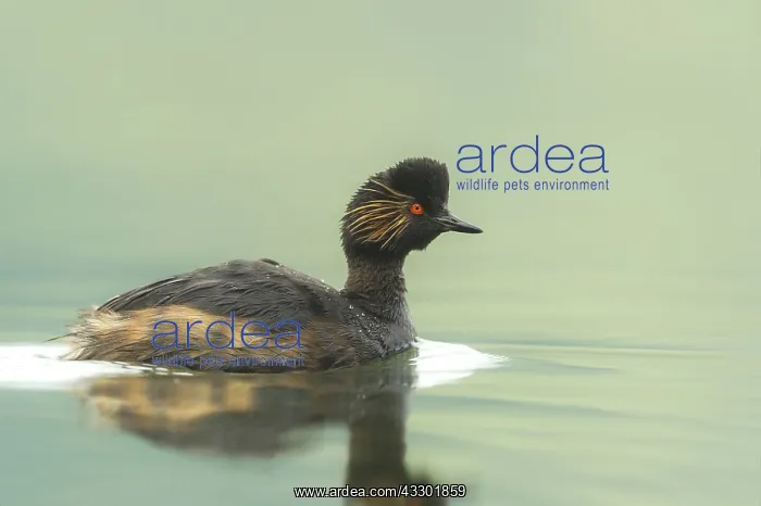 : Black -necked Grebe (Podiceps nigricollis) swim : Black -necked Grebe (Podiceps nigricollis) swim