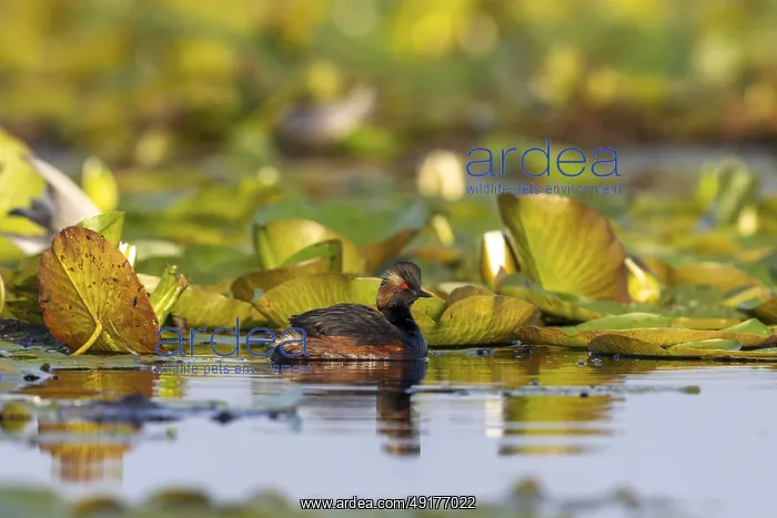: Black-necked Grebe (Podiceps nigricollis) swimming : Black-necked Grebe (Podiceps nigricollis) swimming