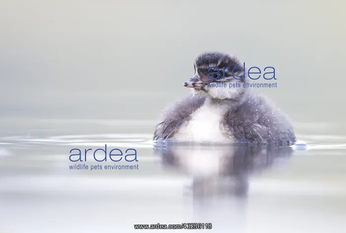 : Black-Necked Grebe (Podiceps nigricollis) young : Black-Necked Grebe (Podiceps nigricollis) young