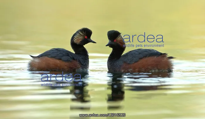  : Black Necked Grebes male and female April