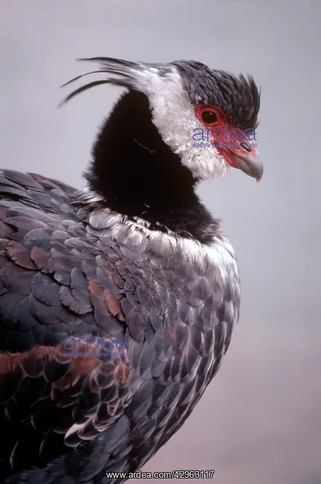 : Black-necked Screamer : Black-necked Screamer