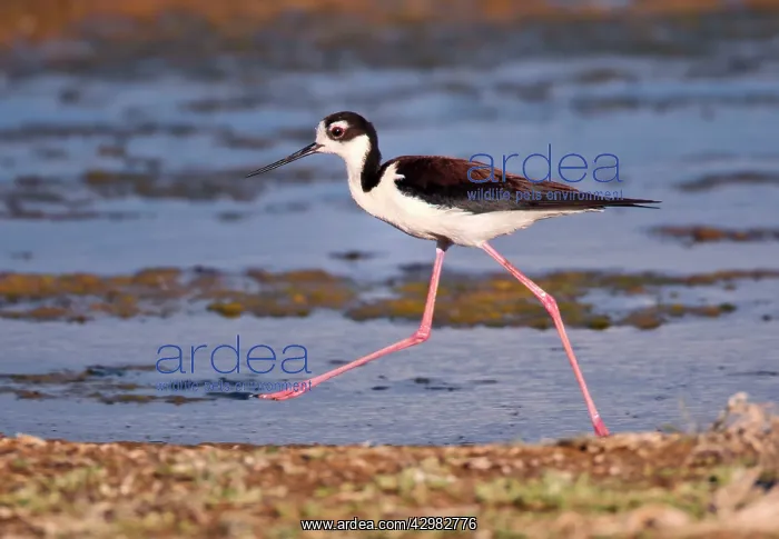 : Black-necked Stilt : Black-necked Stilt