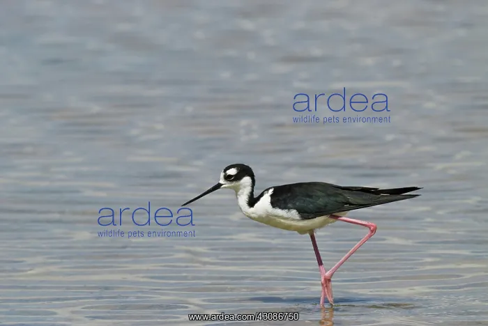 : Black-necked stilt : Black-necked stilt