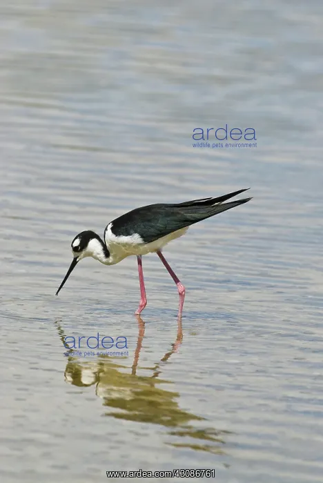: Black-necked stilt : Black-necked stilt