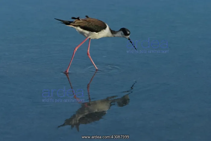 : Black-necked Stilt : Black-necked Stilt