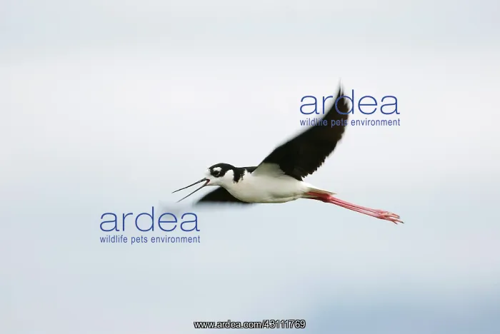 : Black-necked Stilt : Black-necked Stilt