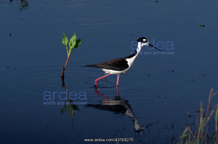 : Black-necked Stilt : Black-necked Stilt