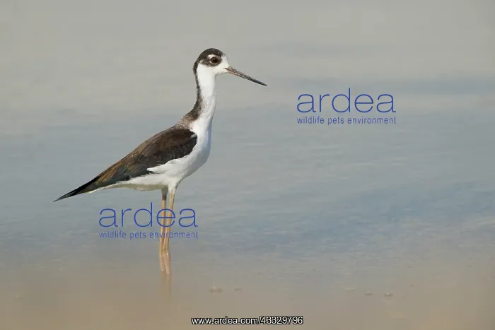 : Black-necked Stilt : Black-necked Stilt