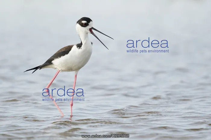 : Black-necked Stilt - calling : Black-necked Stilt - calling