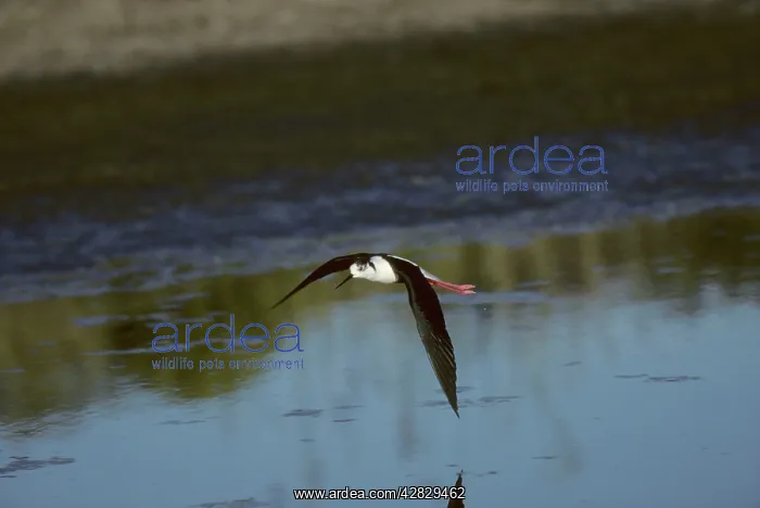 : Black Necked Stilt - In Flight : Black Necked Stilt - In Flight