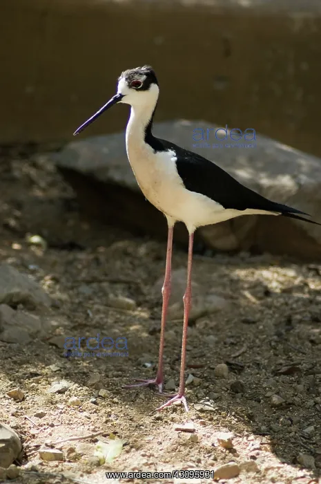 : Black-necked Stilt (Himantopus mexicanus) : Black-necked Stilt (Himantopus mexicanus)