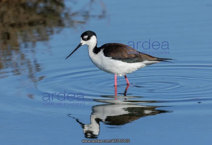  : Black-necked stilt, Himantopus mexicanus, feedin