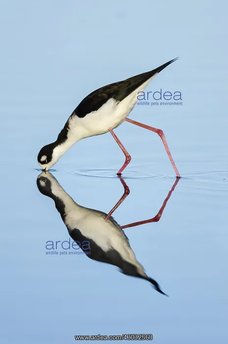  : Black-necked Stilt (Himantopus mexicanus) feeding
