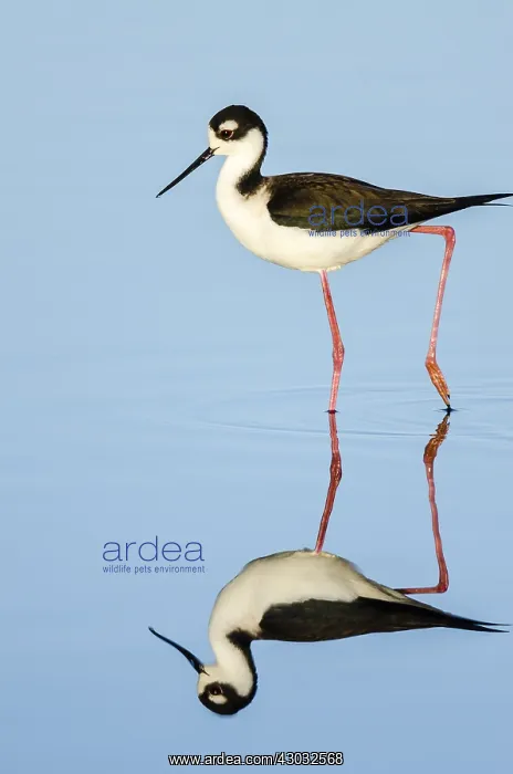 : Black-necked Stilt (Himantopus mexicanus) reflecting : Black-necked Stilt (Himantopus mexicanus) reflecting