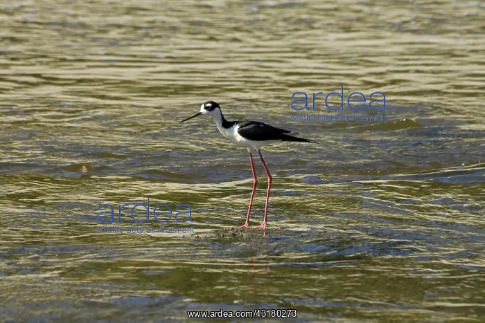 : Black-necked Stilt in LA River : Black-necked Stilt in LA River
