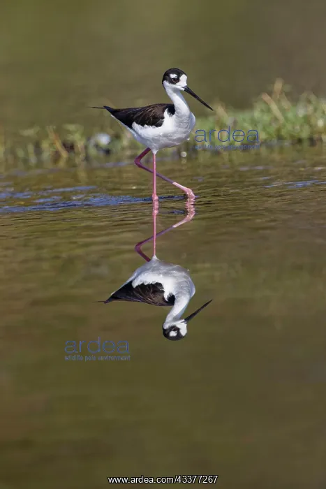  : Black-necked stilt, Myakka River State Park, Florida