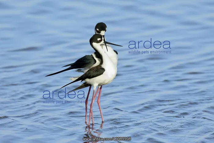 : Black-Necked Stilt Pair : Black-Necked Stilt Pair
