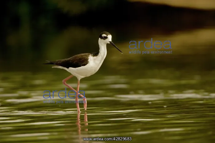 : Black-necked Stilt - In water : Black-necked Stilt - In water