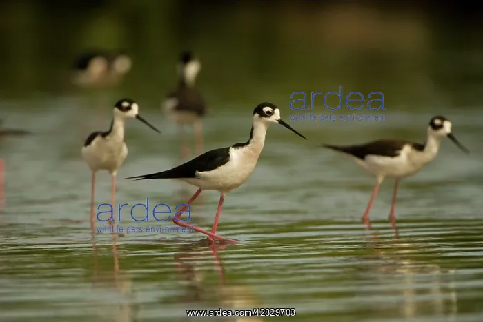 : Black-necked Stilt - In water : Black-necked Stilt - In water