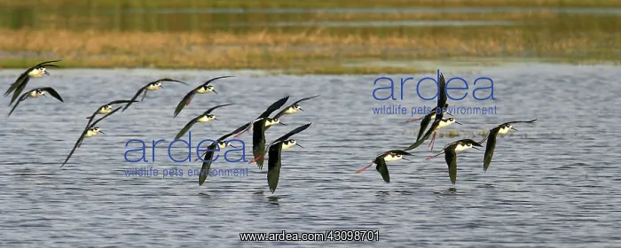 : Black-Necked Stilts : Black-Necked Stilts