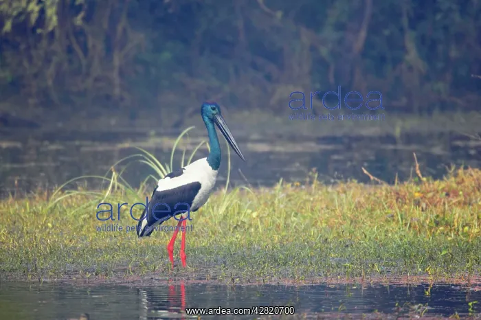 : Black-Necked Stork : Black-Necked Stork
