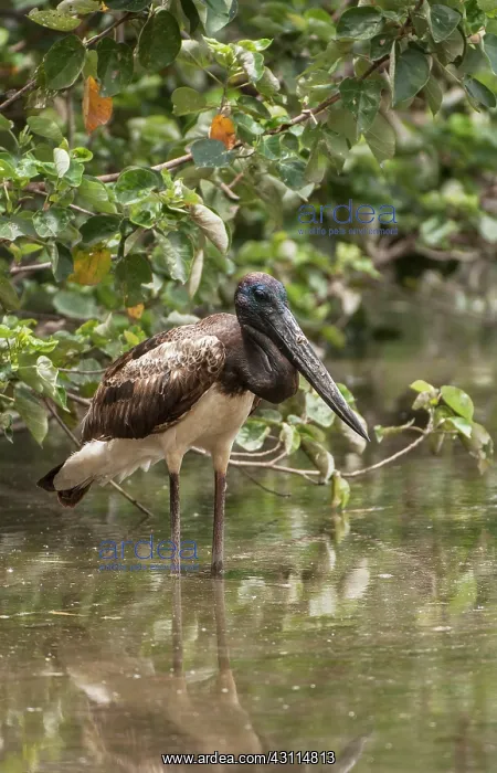 : Black-necked Stork : Black-necked Stork