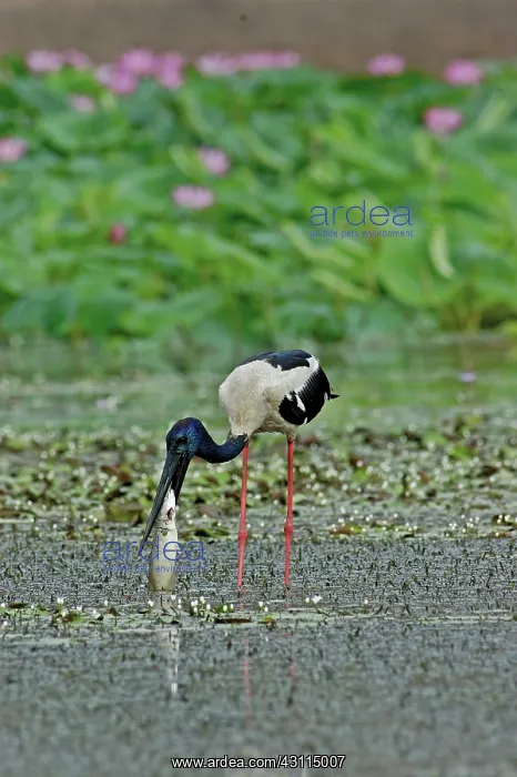 : Black-necked Stork : Black-necked Stork