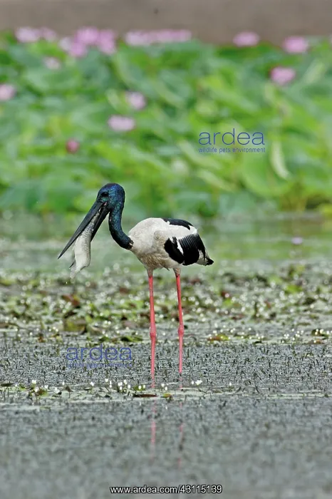 : Black-necked Stork : Black-necked Stork