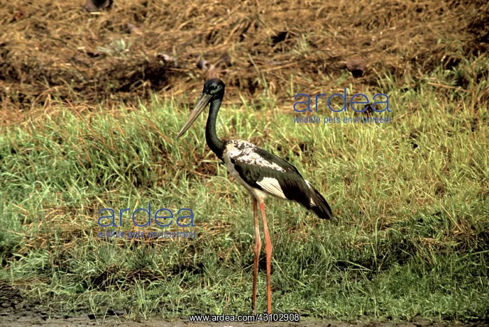 : Black-necked Stork, Cambodia : Black-necked Stork, Cambodia