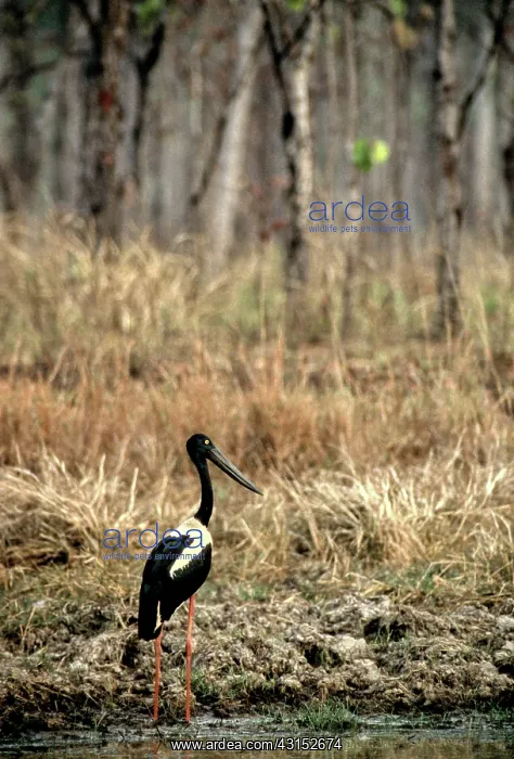: Black-necked Stork, Cambodia : Black-necked Stork, Cambodia