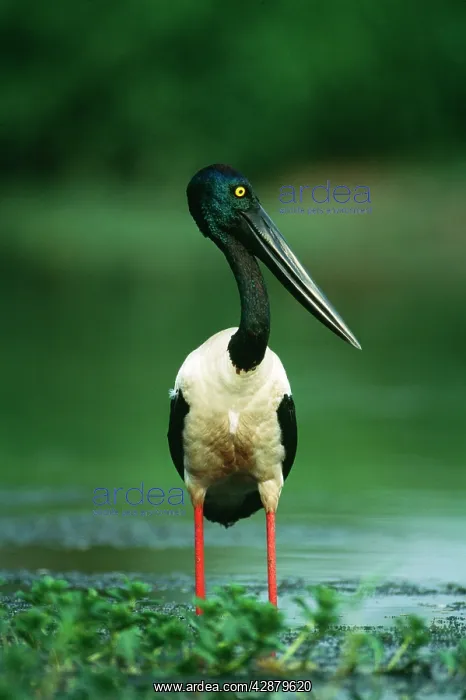 : Black-necked STORK - fishing : Black-necked STORK - fishing
