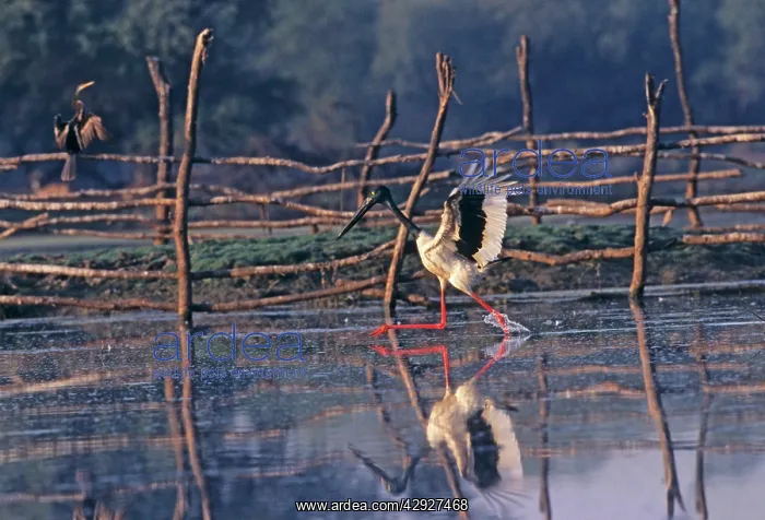 : Black-necked Stork fishing : Black-necked Stork fishing