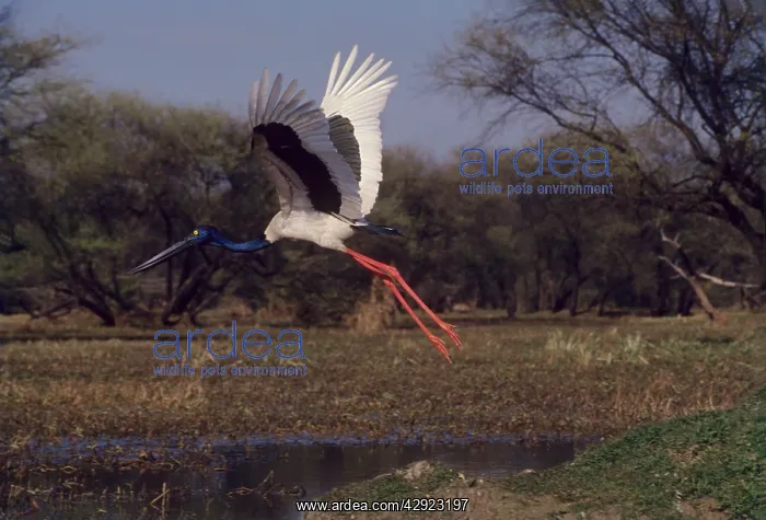 : Black-necked STORK - in flight : Black-necked STORK - in flight