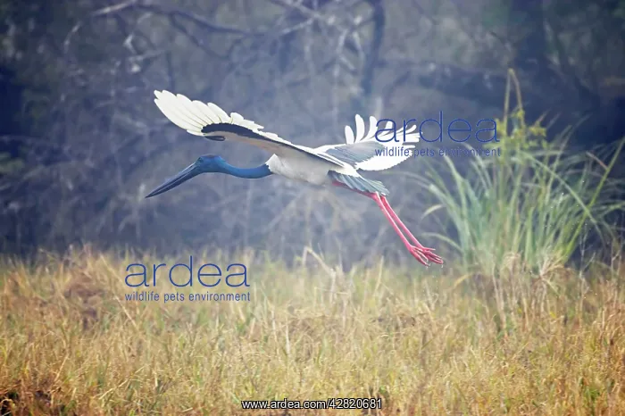 : Black-Necked Stork - in flight taking off : Black-Necked Stork - in flight taking off