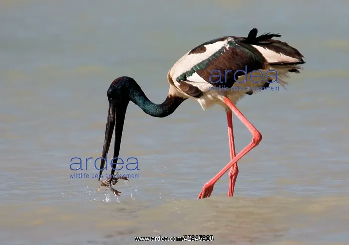 : Black-necked Stork / Jabiru - catching a crab : Black-necked Stork / Jabiru - catching a crab