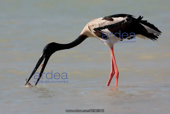: Black-necked Stork / Jabiru - catching prey : Black-necked Stork / Jabiru - catching prey