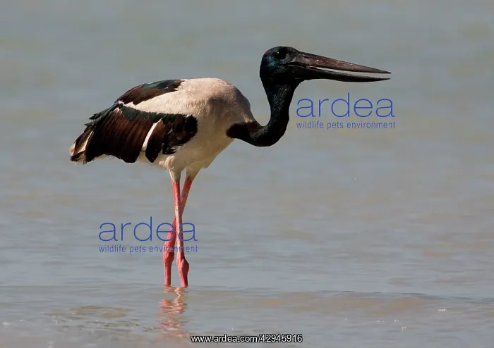 : Black-necked Stork / Jabiru - gulping down prey : Black-necked Stork / Jabiru - gulping down prey