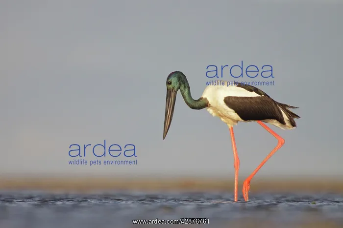 : Black-Necked Stork / Jabiru / Korrorook / Monti : Black-Necked Stork / Jabiru / Korrorook / Monti