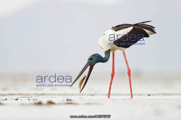 : Black-Necked Stork / Jabiru / Korrorook / Monti : Black-Necked Stork / Jabiru / Korrorook / Monti